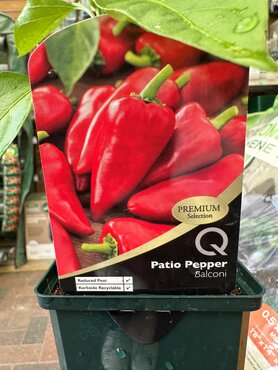 Patio Pepper Balconi 8.5cm - image 1