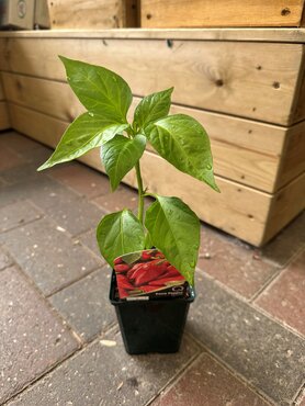 Patio Pepper Balconi 8.5cm - image 4
