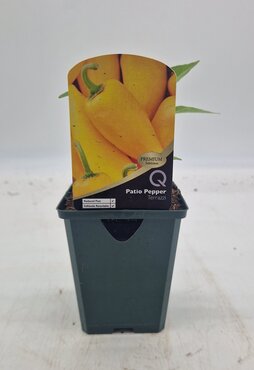 Patio Pepper Terrazzi 8.5cm