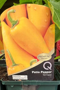Patio Pepper Terrazzi 8.5cm - image 1
