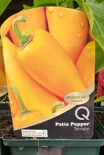 Patio Pepper Terrazzi 8.5cm - image 3