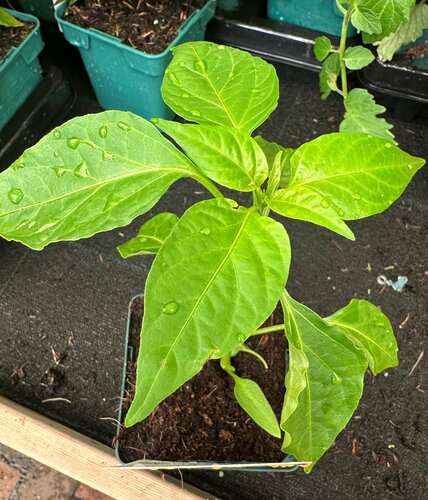 Patio Pepper Terrazzi 8.5cm - image 2