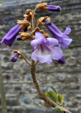 Paulownia tomentosa 12 Litre - image 1