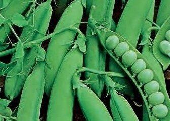 Pea (Garden Pea) Early Onward 6 Pack