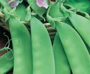 Pea (Mangetout) Oregon Sugar Pod 6 Pack