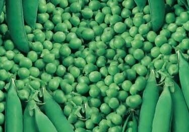 Pea (Petit Pois) Waverex 6 Pack