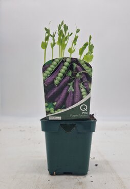 Pea Purple Podded 10cm