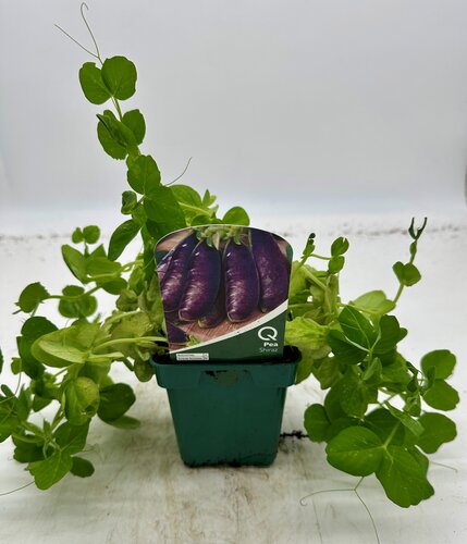 Pea Shiraz 10cm - image 1