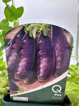 Pea Shiraz 10cm - image 2