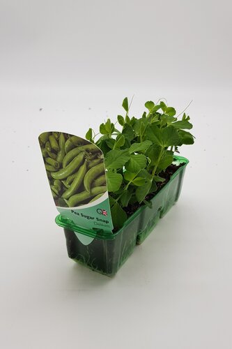 Pea Sugar Snap Pack