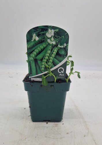 Pea Waverex 10cm