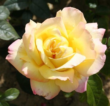 Peace Bush Rose 3 Litre - image 1