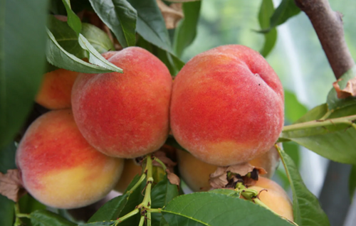 Peach Benedicte St Julien A 10 Litre