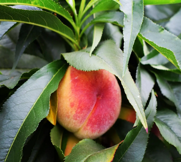 Peach Bonanza St. Julien A 8.5 Litre