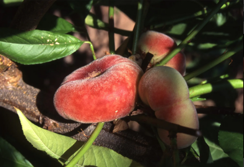 Peach Saturn Myrobalana 10 Litre