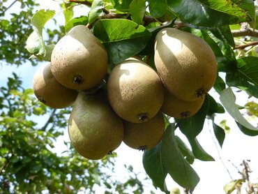 Pear Concorde Quince A 12 Litre