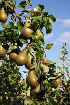 Pear Conference Quince A 10 Litre