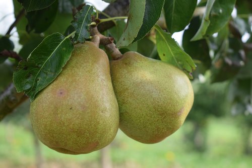 Pear Doyenne du Comice Quince A 12 litre