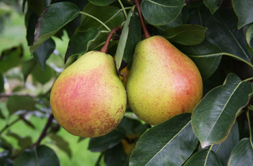 Pear Harrow Sweet Quince A 10 Litre