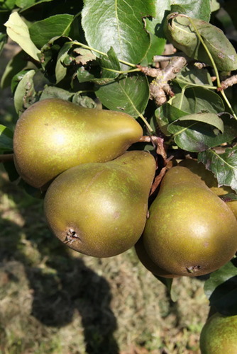 Pear November Birne Quince A 10 Litre