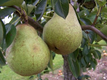 Pear William's Bon Chretien on Quince A 12 Litre