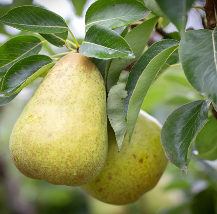 Pear Williams' Bon Chrétien Quince A 12 Litre