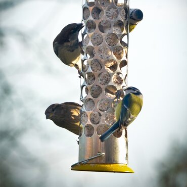 Peckish Daily Goodness Feeder - image 2