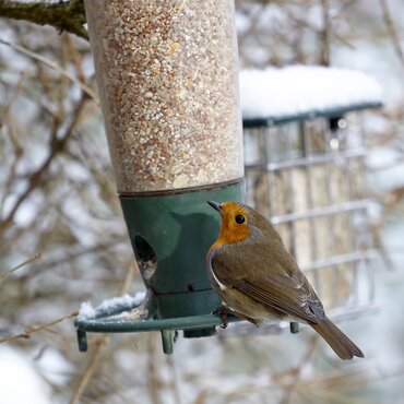 Peckish Seed Feeder 3 Port - image 3