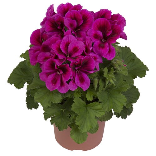 Pelargonium Elegance Adriana 1 Litre
