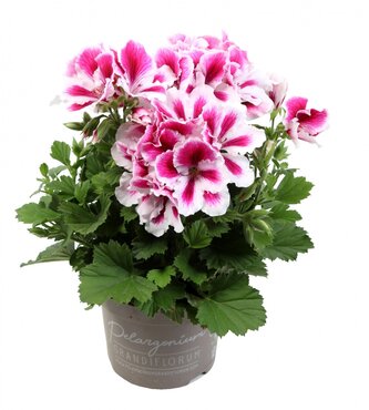 Pelargonium Elegance Charlotte 1 Litre