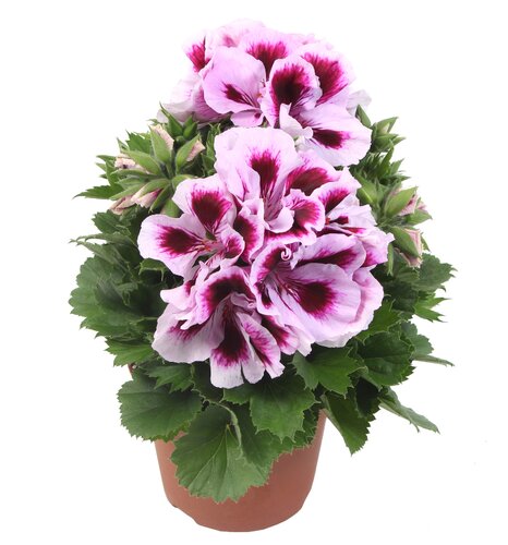 Pelargonium Elegance Emma 1 Litre