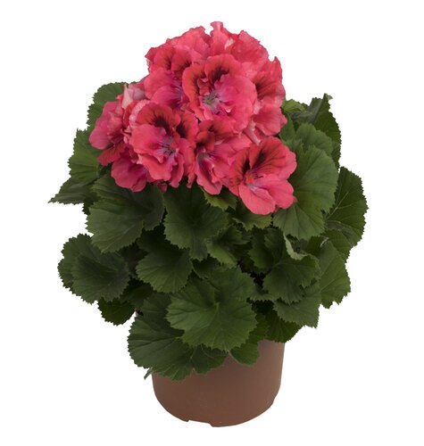 Pelargonium Elegance Femke 1 Litre