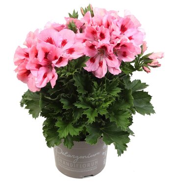 Pelargonium Elegance Fenna 1 Litre
