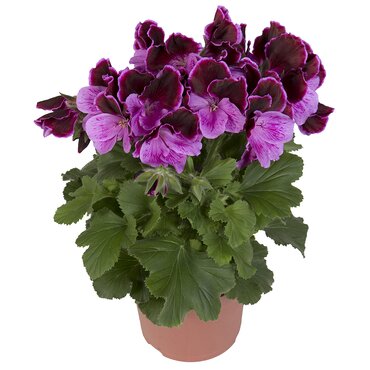 Pelargonium Elegance Judith 1 Litre