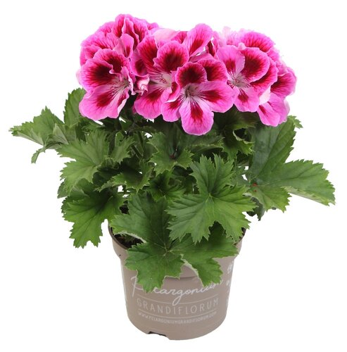 Pelargonium Elegance Loes 1 Litre