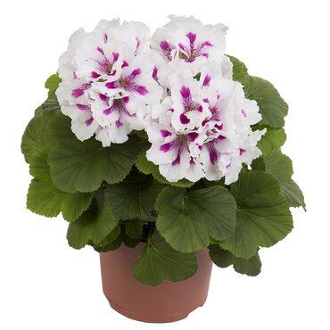 Pelargonium Elegance Royalty White 1 Litre