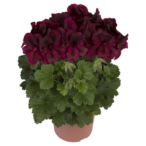 Pelargonium Elegance Schoko 1 Litre