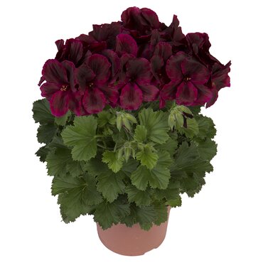 Pelargonium Elegance Schoko 1 Litre