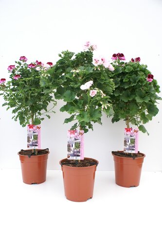 Pelargonium Standard 19cm
