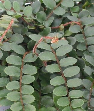 Pellaea Rotundifolia 1 Litre