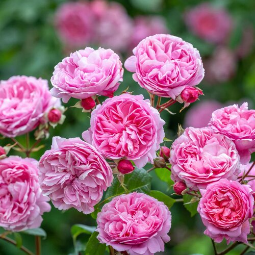 Penelope Lively Shrub Rose 6 Litre