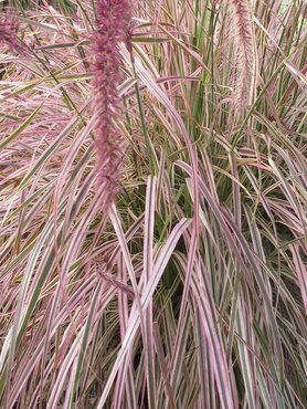 Pennisetum Cherry Sparkler 3 Litre