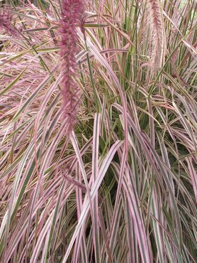 Pennisetum Cherry Sparkler 3 litre