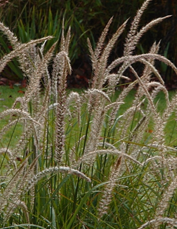 Pennisetum Fairy Tails 3 litre