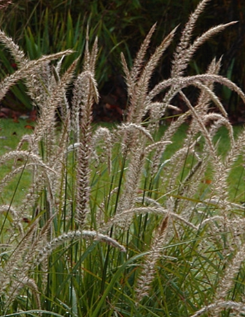 Pennisetum Fairy Tails 3 Litre