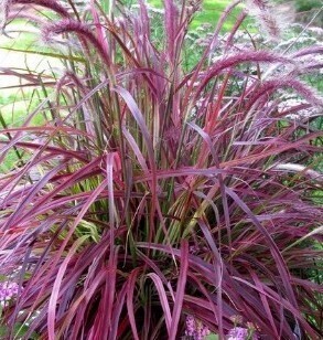 Pennisetum Fireworks 2 Litre