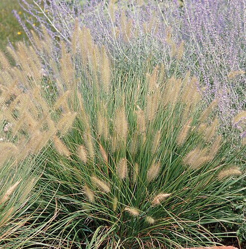 Pennisetum Hameln 3 Litre