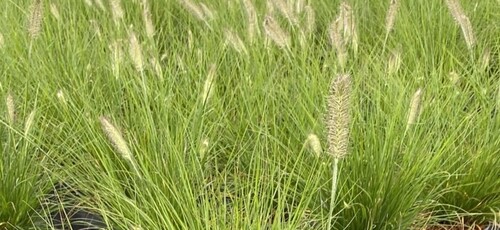 Pennisetum Hameln 3 litre