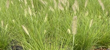 Pennisetum Hameln 3 litre