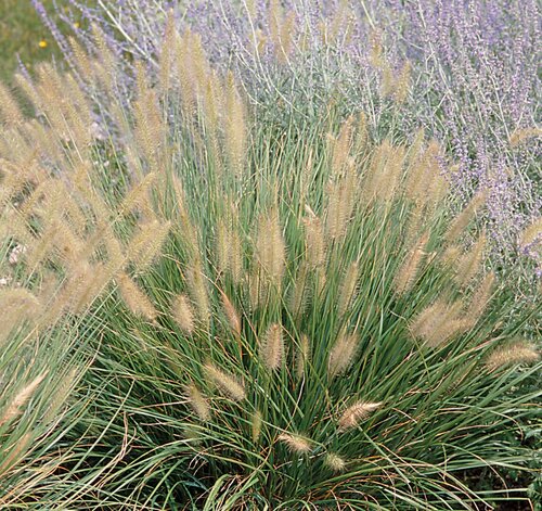 Pennisetum Hameln 4.6 Litre